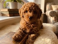 Toy Poodle Köpeği