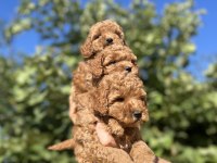 Harika Güzellikte Toy Poodle Yavrular