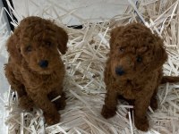Poodle Bebeklerim Ailesini Arıyor