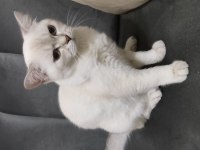 British shorthair orjinal