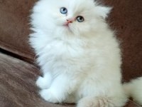 ORİJİNAL CHİNCHİLLA ARAYANLARA