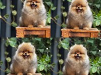 Mersin pomeranian boo yavru