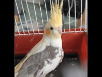 5 aylık sultan papağanı