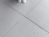 45 günlük dişi british longhair bebek