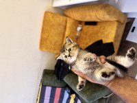 British shorthair yavrularımızı sahiplendirmek istiyoruz