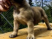 PRESA CANARIO YAVRU FCI/KIF A SCR