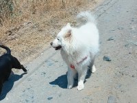 3 yaşında erkek samoyed