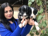 Zeka küpü border collie yavrularım
