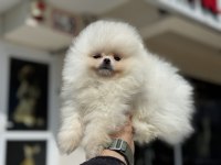 Petmode köpek çiftliğinden teddy pomeranian