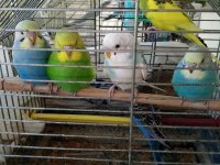 Ev üretimi yavru muhabbet kuşları