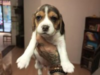 Sahibinden beagle yavru