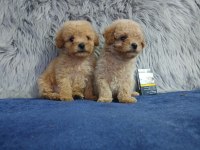 Yumoş poodle bebekler