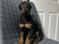 Aşılı Veya Aşısız Estetikli Doberman Köpekler