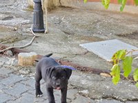 Cane corso köpeği