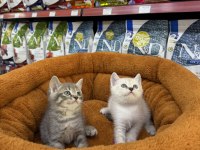 British Shorthair Yavrularımız