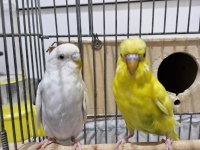 Muhabbet kuşu 1,5 yaş civarı