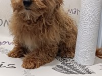 Yavru Maltipoo Yavrumuz