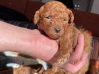 Aşılı Red Brown Toy Poodle