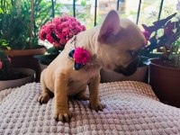 FRENCH BULLDOG FAWN RENGİ DİȘİ