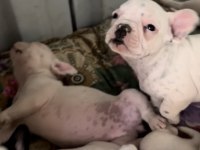 2 aylık aşılı french bulldog yavrular