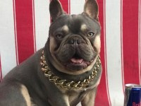 Mükemmel anatomi blue fransız bulldog bebekler