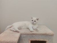 4 aylık beyaz tüy mavi gözlü scottish fold