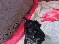 Bir kızımız ve bir oğlumuz var 50 günlük köpekler