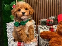 Yavru toy poodle anti alerjik