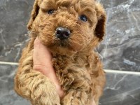 Orjinal Minyatür Toy Poodle Yavrular