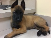 En Kaliteli Belçika Malinois Yavrularımız