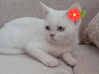 Pamuk British Shorthair