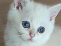 Şafkan British Shorthair