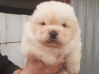 CHOW CHOW DÜNYASINDAN IRK GARANTİLİ YAVRULARIMIZ
