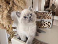 Safkan british blue point
