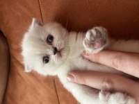 2 aylık scottish fold bebekler