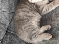 Sevecen scottish fold oğlumuza yuva arıyoruz