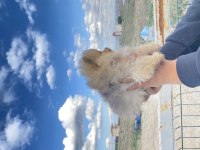 Pomeranian boo yavrularımız