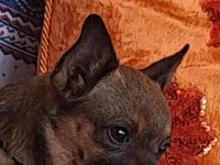 Chihuahua köpeğimiz Dobby için yuva arıyoruz