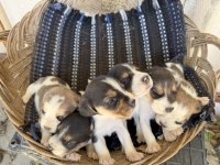 Irk ve sağlık garantili beagle yavrular