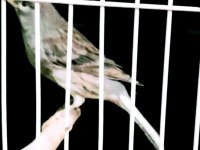 KANARYA LARiM açıklamaları okuyalım