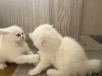Şaka gibi ama gerçek british longhair tatlişler