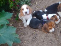Safkan Beagle Bebekler