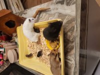 Sahibinden suriye hamster orjinal ele alışkındır
