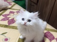 British longhair 2 aylık