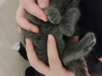 Scottish fold yavru kedimiz