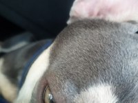 YER SIKINTISINDAN EGZOTİK FRENCH BULLDOG