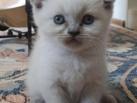 EV KEDİSİ BRITISH VE SCOTTISH FOLD İZMİR MANİSA