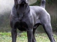 Lekesiz black ve blue estetikli cane corso yavrular
