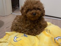 Toy poodle