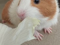 Ücretsiz Sahiplendirme 3 Aylık Guinea Pig